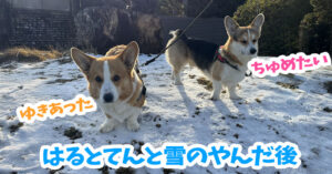 はるとてんと雪のやんだ後