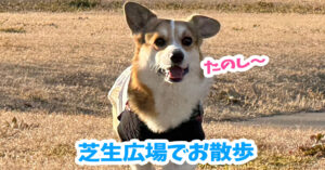 芝生広場でお散歩