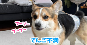てんご不満