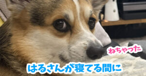 はるさんが寝てる間に
