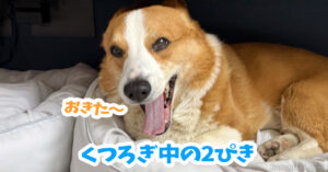 くつろぎ中の2ぴき