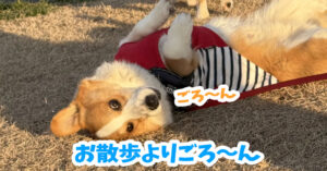 お散歩よりごろ〜ん
