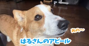 はるさんのアピール