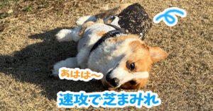 速攻で芝まみれ