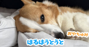 はるはうとうと