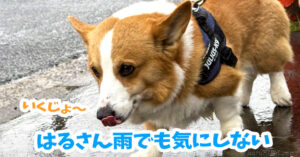 はるさん雨でも気にしない