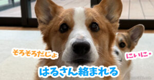 はるさん絡まれる