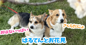はるてんとお花見