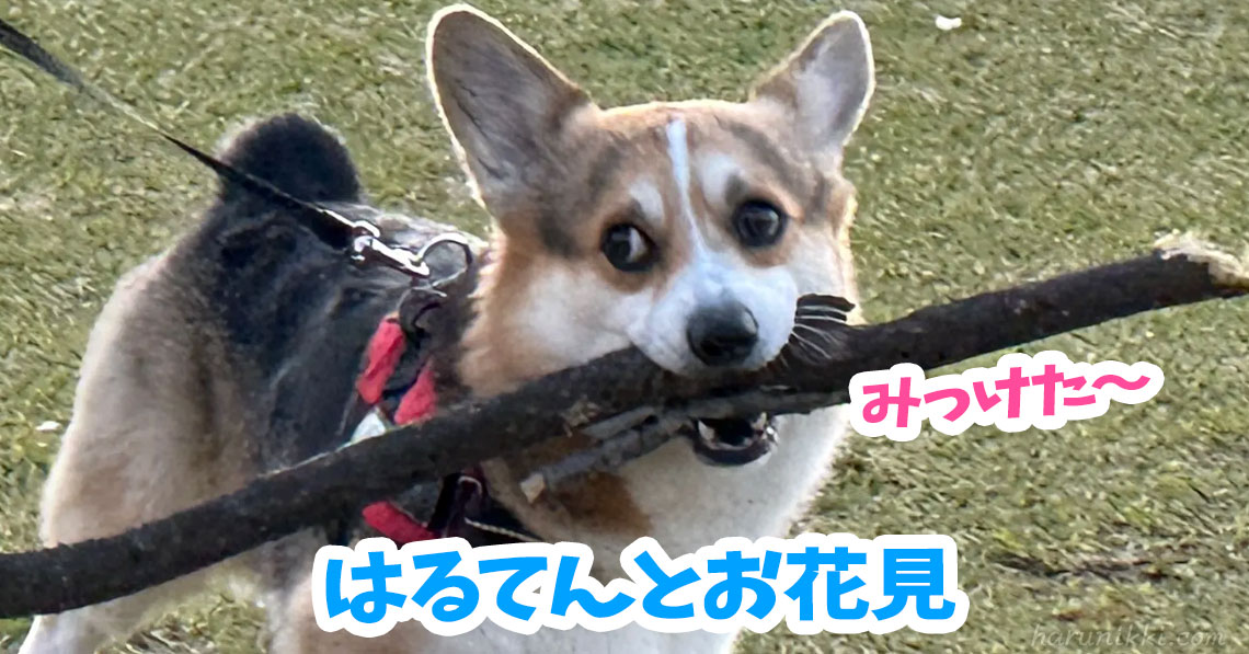 はるてんとお花見