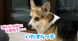 いたずらっ子