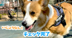 チェック完了