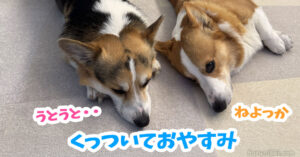 くっついておやすみ