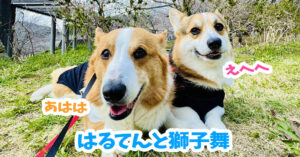 はるてんと獅子舞