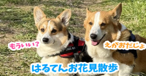 はるてんお花見散歩