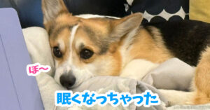 眠くなっちゃった