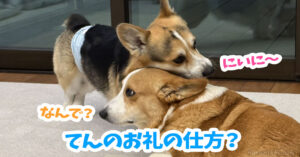 てんのお礼の仕方？