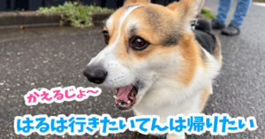 はるは行きたいてんは帰りたい
