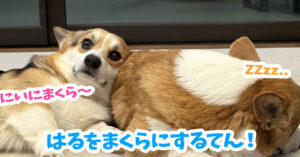 はるをまくらにするてん！