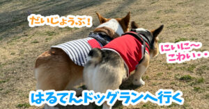 はるてんドッグランへ行く