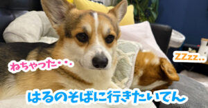 はるのそばに行きたいてん