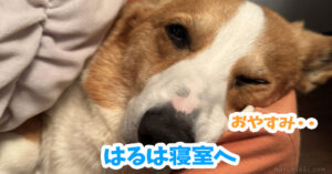 はるは寝室へ