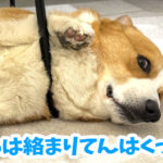 はるは絡まりてんはくっつく
