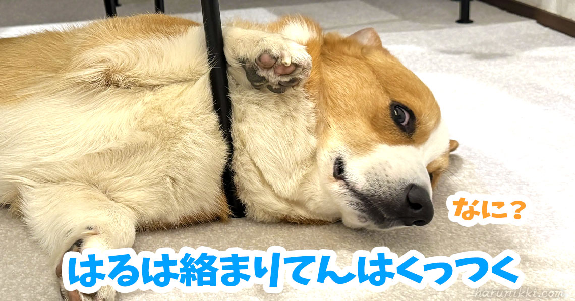 はるは絡まりてんはくっつく