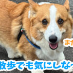 雨散歩でも気にしな〜い