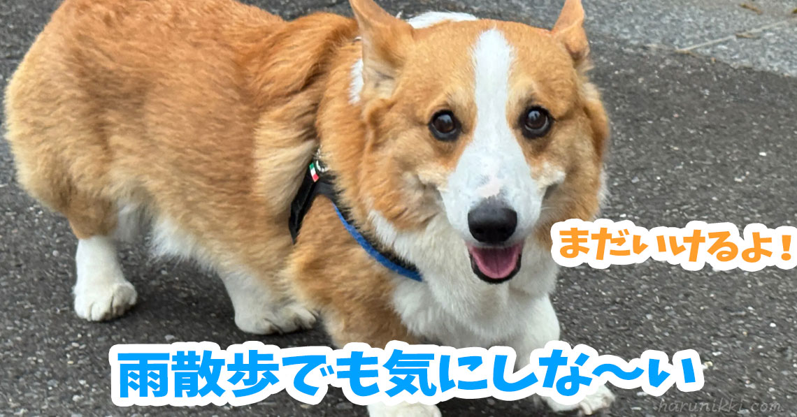 雨散歩でも気にしな〜い