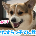 いたずらっ子てん登場