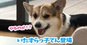 いたずらっ子てん登場