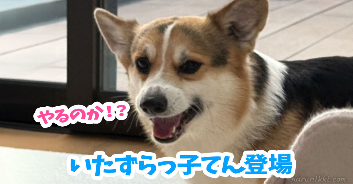 いたずらっ子てん登場