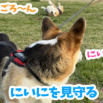 にいにを見守る
