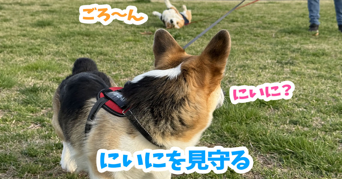 にいにを見守る