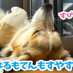 はるもてんもすやすや