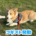 コギスト発動