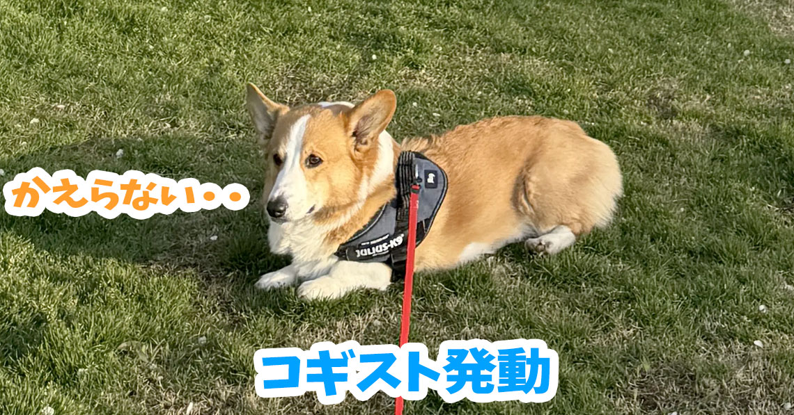 コギスト発動