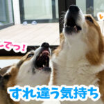すれ違う気持ち