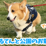 はるてんと公園のお散歩