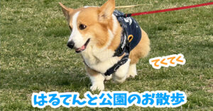 はるてんと公園のお散歩