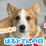 はるとてんの日