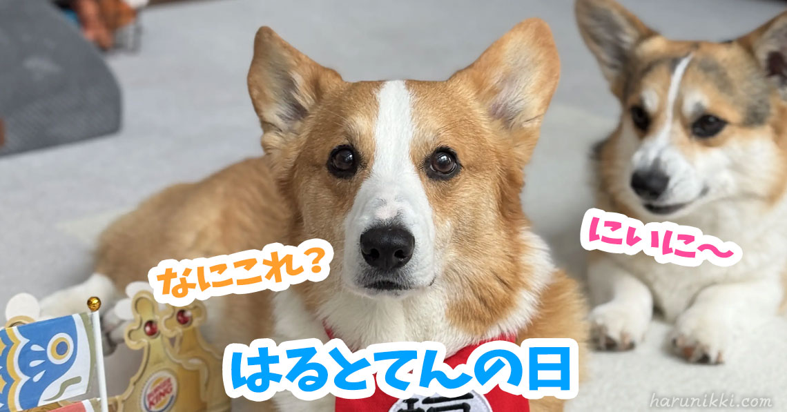 はるとてんの日