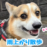 雨上がり散歩