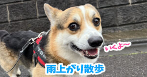雨上がり散歩