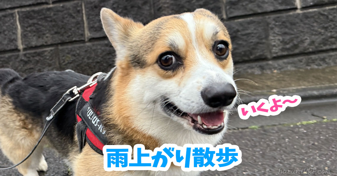 雨上がり散歩