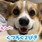くつろぐ2ぴき