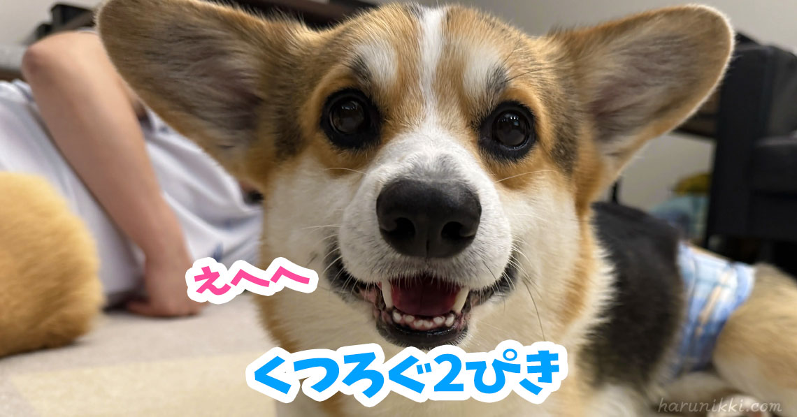 くつろぐ2ぴき