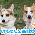 はるてんと森散歩