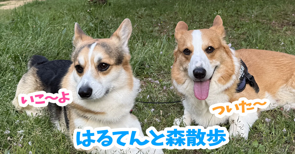 はるてんと森散歩