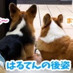 はるてんの後姿